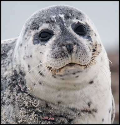 Harbour Seal / Gewone Zeehond /Phoca vitulina