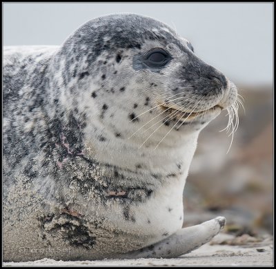 Harbour Seal / Gewone Zeehond