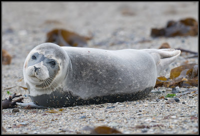 Harbour Seal / Gewone Zeehond