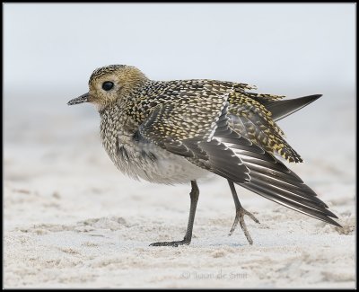 Golden Plover / Goudplevier