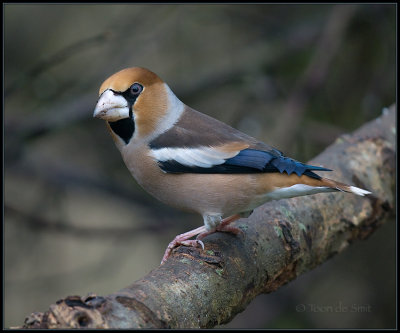 Hawfinch / Appelvink