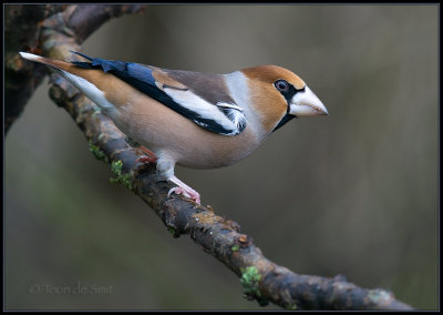 Hawfinch / Appelvink