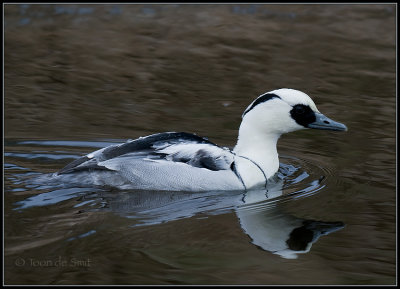 Smew / Nonnetje