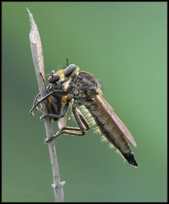 Robberfly / Roofvlieg