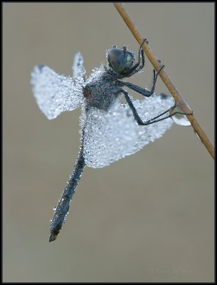 Black Darter / Zwarte Heidelibel