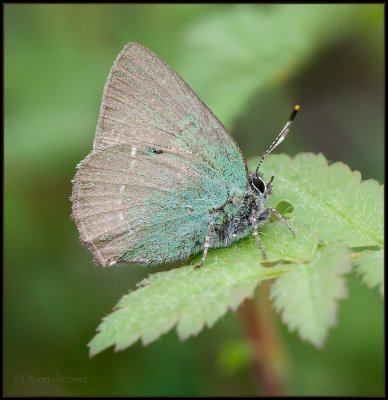 Green Hairstreak / Groentje