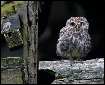 Little Owl / Steenuil