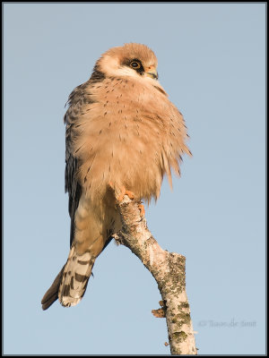 Red-footed Falcon / Roodpootvalk / Falco vespertinus
