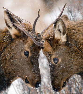 Young Bulls Sparing.jpg