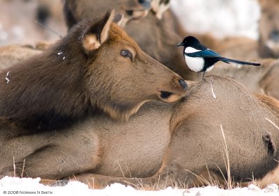 Elk and Magpie.jpg