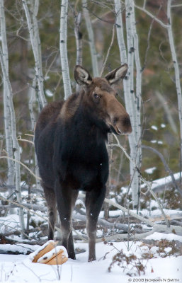 Cow Moose.jpg