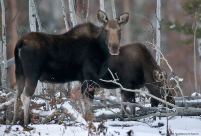Moose Cow with Calf.jpg