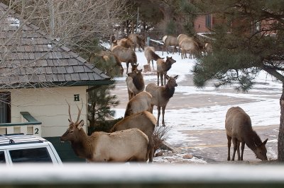 Elk from My Window 2.jpg