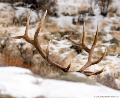 Boulder Wapiti.jpg