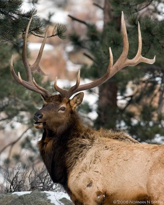 Big Bull Elk.jpg
