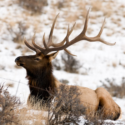 Elk Bull.jpg