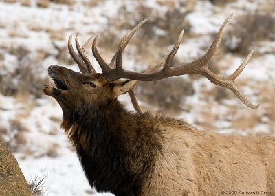 Elk Bull 2.jpg