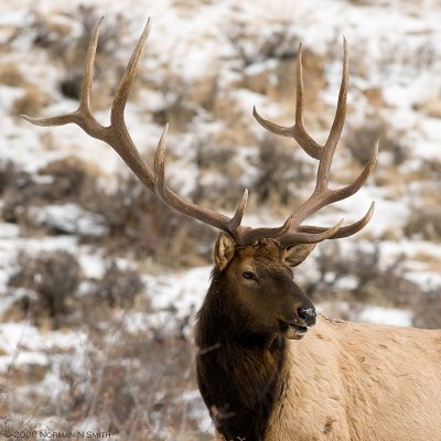 Elk Bull 3.jpg