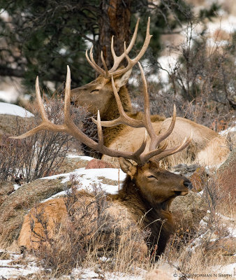 Elk Pair.jpg