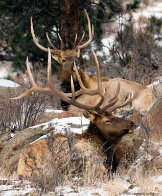 Elk Pair 2.jpg
