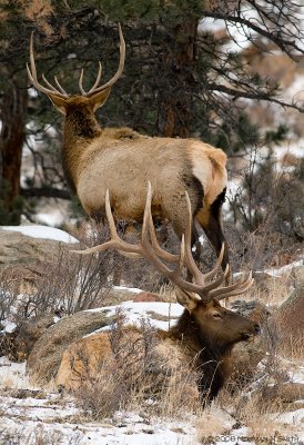 Elk Pair 3.jpg