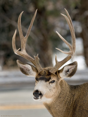 Nice Buck.jpg