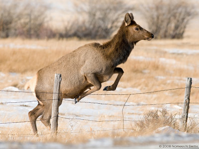 Cow Jumping Fence.jpg