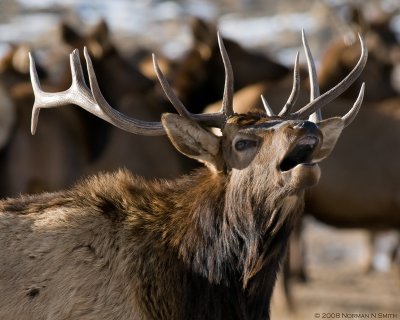 Bull Calling A.jpg