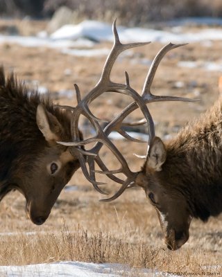 Bulls Sparring.jpg