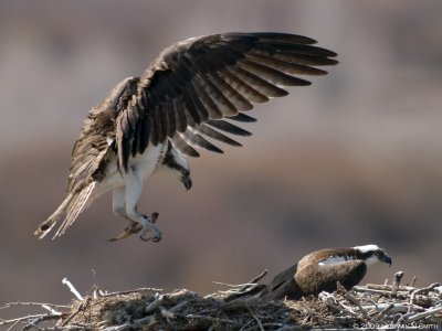 Osprey Nest 8.jpg