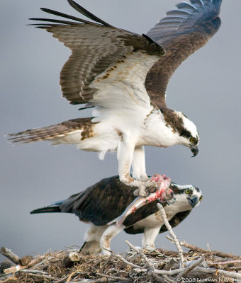 Osprey Nest 4.jpg