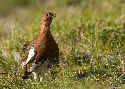 Willow Ptarmigan 3.jpg