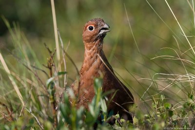 Willow Ptarmigan 9.jpg