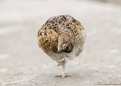 Willow Ptarmigan Chick Scratching.jpg