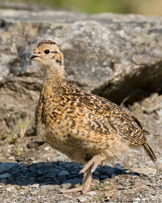 Willow Ptarmigan Chick 5.jpg