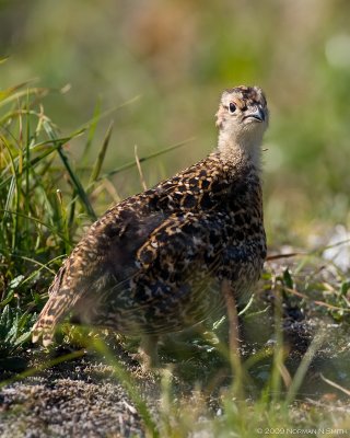 Willow Ptarmigan Chick 3.jpg