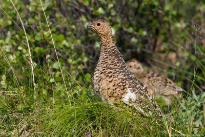 Female Willow Ptarmigan With Chick.jpg