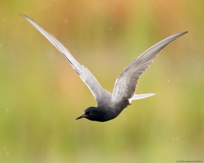Black Tern 3.jpg