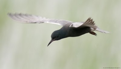 Black Tern 4.jpg