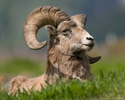 Bighorn Sheep 2.jpg