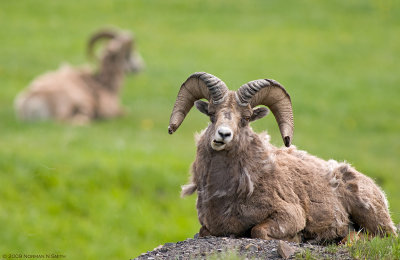 Bighorn Sheep 4.jpg