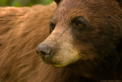 Cinnamon Black Bear.jpg