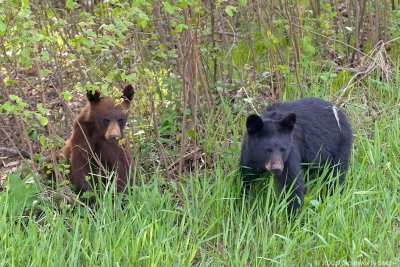 Bear Cubs.jpg