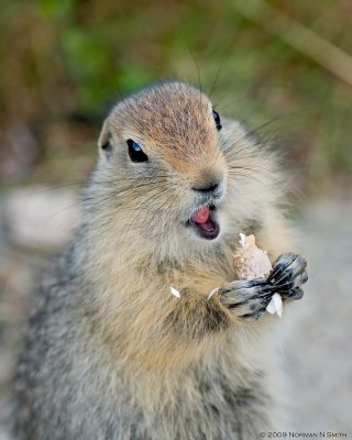 Arctic Ground Squirrel 2.jpg