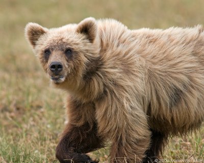 Grizzly 3a.jpg