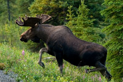 Denali Bull Moose.jpg
