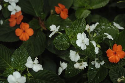 DSC_9359_01.JPG