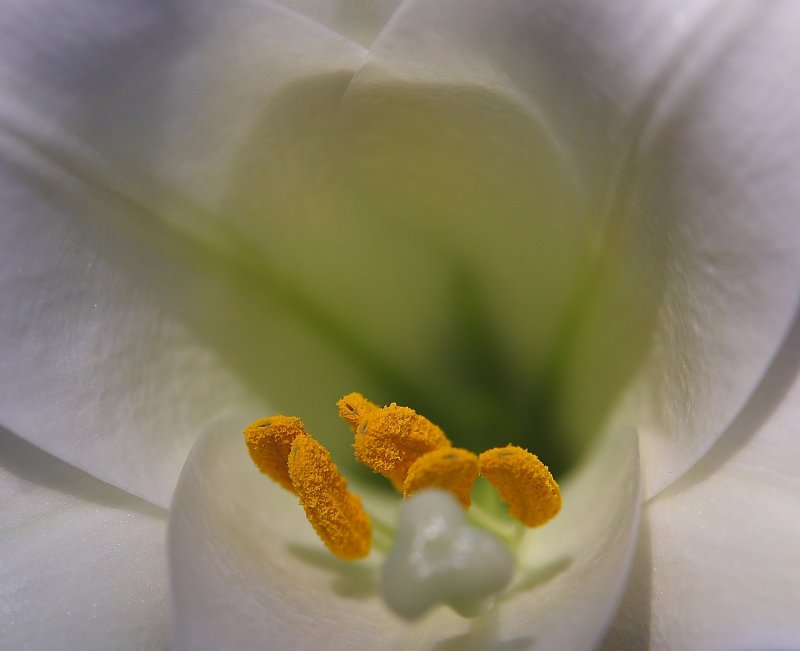 Lily Dear