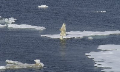 Polar Bear Encounter