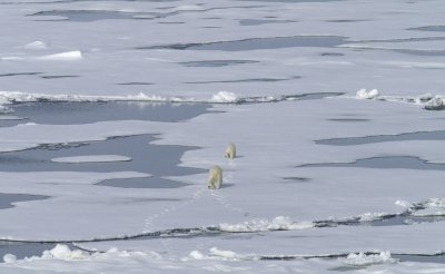 Polar Bear Encounter